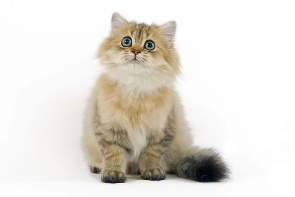 Cat - Persian Golden Shaded Cat