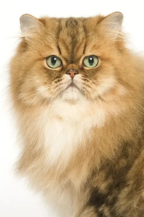 Framed Print : Cat - Persian golden shaded in studio Framed Print : Cat - Persian golden shaded in studio