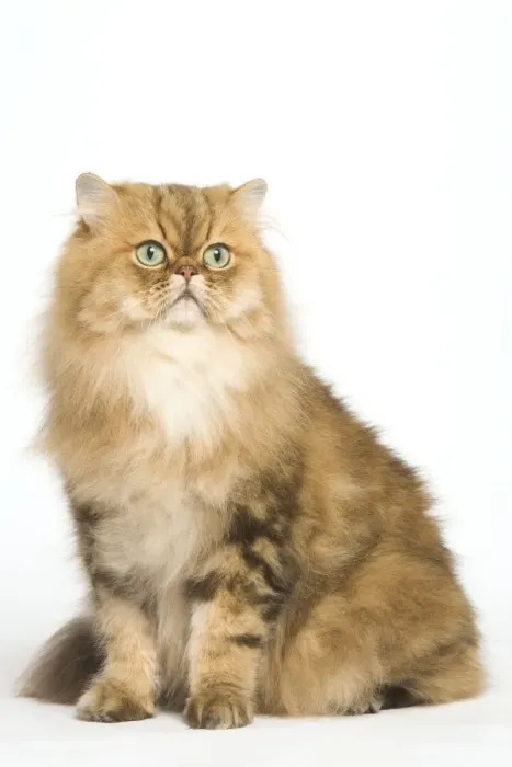 Framed Print : Cat - Persian golden shaded in studio Framed Print : Cat - Persian golden shaded in studio