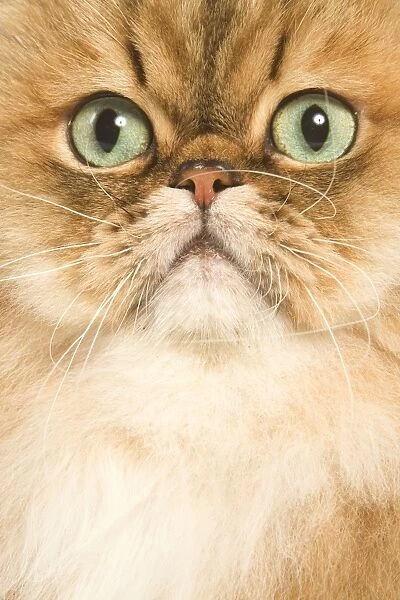Cat - Persian golden shaded in studio - close-up of face
