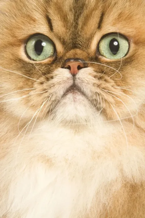 Framed Print : Cat - Persian golden shaded in studio - close-up of face Framed Print : Cat - Persian golden shaded in studio - close-up of face