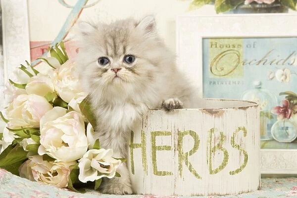 Cat - Persian kitten