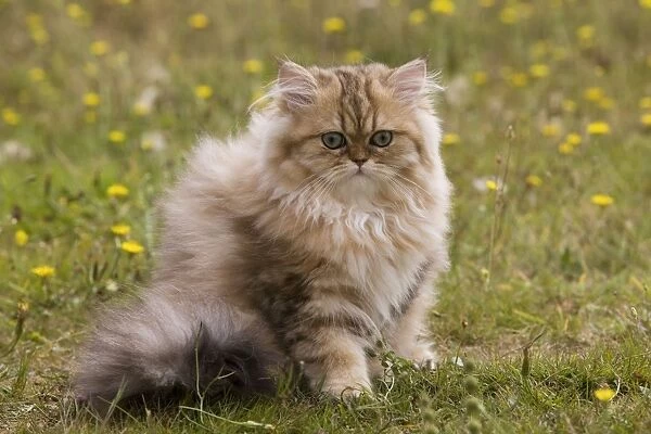 Cat - Persian kitten
