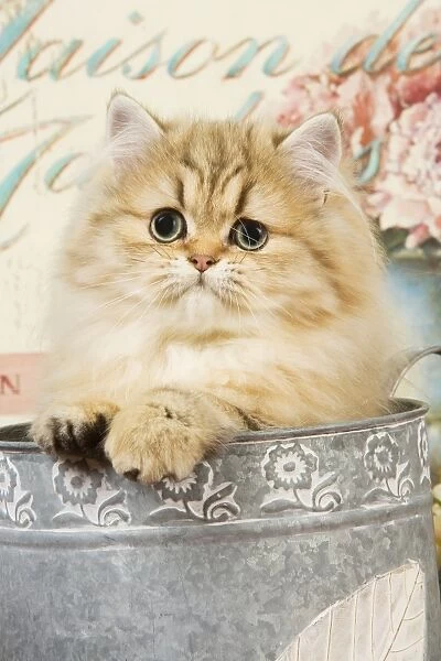 Cat - Persian kitten in flowerpot