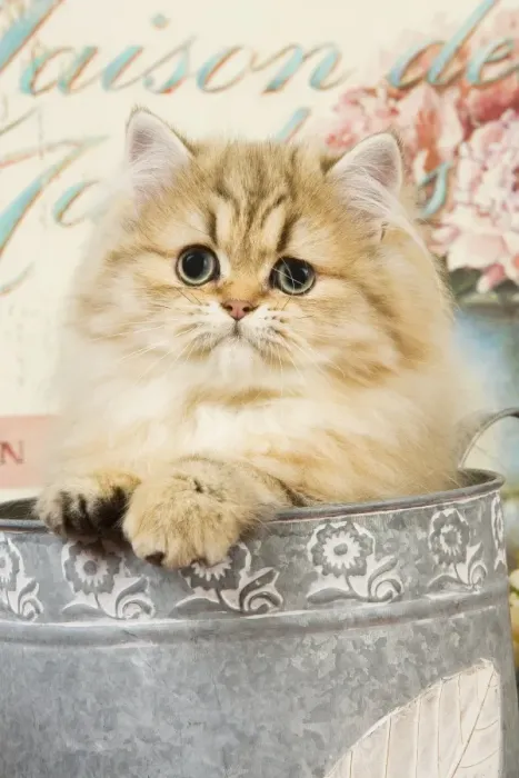 Framed Print : Cat - Persian kitten in flowerpot Framed Print : Cat - Persian kitten in flowerpot