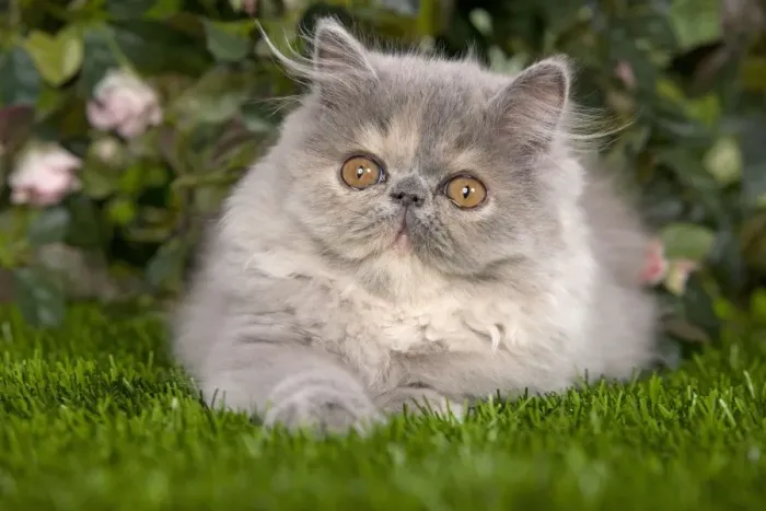 Framed Print : Cat - Persian kitten in garden Framed Print : Cat - Persian kitten in garden