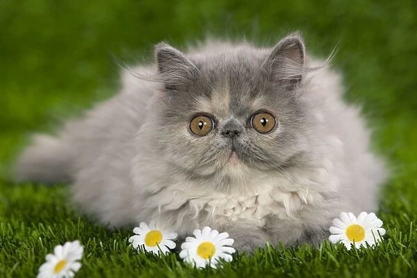 Cat - Persian kitten in garden