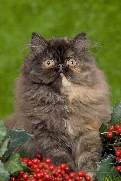 Cat - Persian kitten in garden amongst berries
