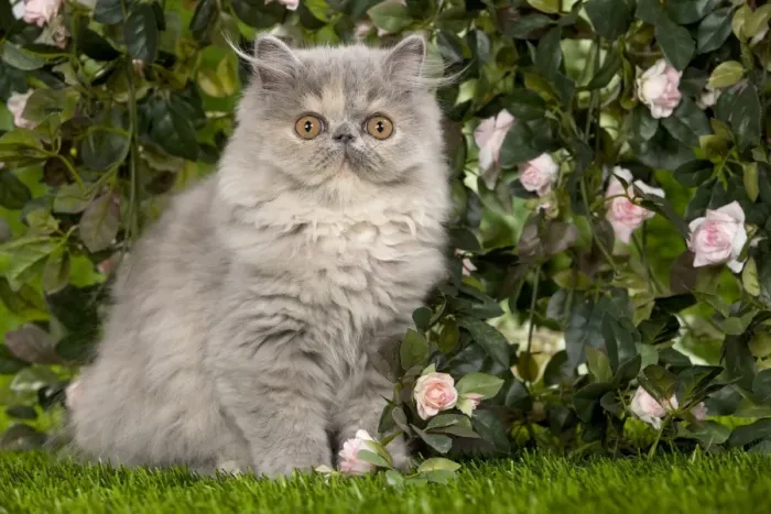 Framed Print : Cat - Persian kitten in garden amongst flowers Framed Print : Cat - Persian kitten in garden amongst flowers