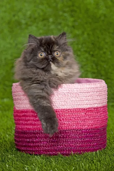 Framed Print : Cat - Persian kitten in pink basket Framed Print : Cat - Persian kitten in pink basket