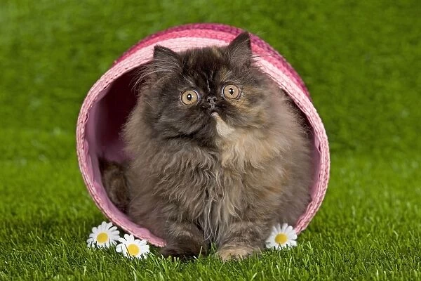 Cat - Persian kitten in pink basket