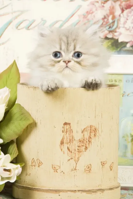 Framed Print : Cat - Persian kitten in pot Framed Print : Cat - Persian kitten in pot