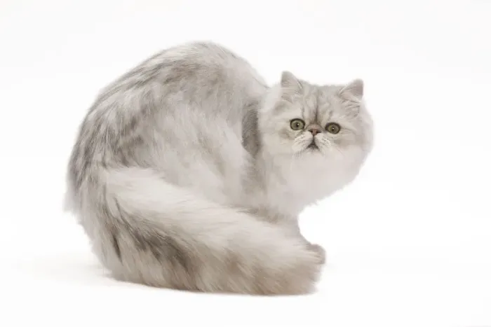 Framed Print : Cat - Persian kitten in studio Framed Print : Cat - Persian kitten in studio