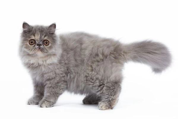 Cat - Persian kitten in studio