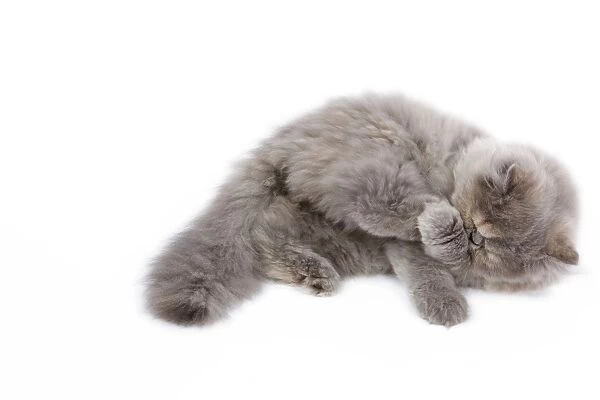 Cat - Persian kitten in studio grooming