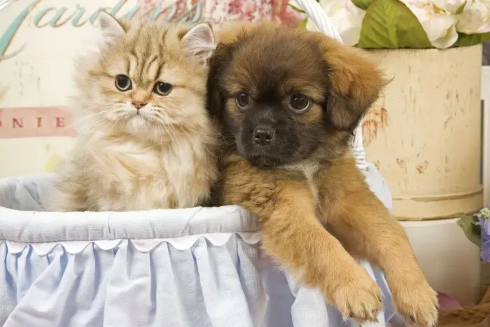 Framed Print : Cat - Persian kitten with Tibetan spaniel puppy Framed Print : Cat - Persian kitten with Tibetan spaniel puppy