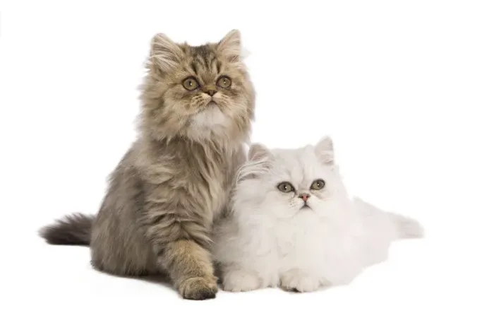 Framed Print : Cat - Persian kittens in studio
