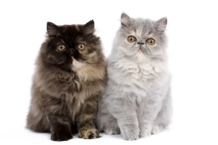 Framed Print : Cat - Persian kittens in studio Framed Print : Cat - Persian kittens in studio