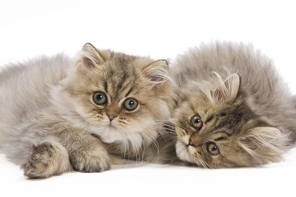 Cat - Persian kittens in studio