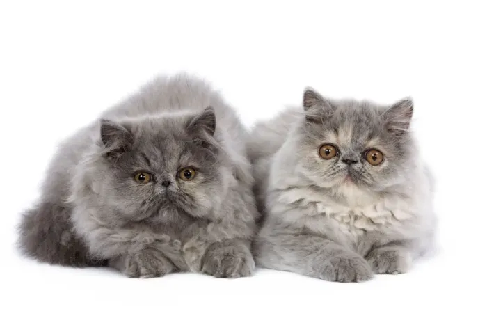 Framed Print : Cat - Persian kittens in studio Framed Print : Cat - Persian kittens in studio