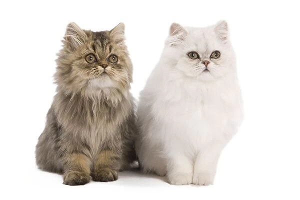 Cat - Persian kittens in studio