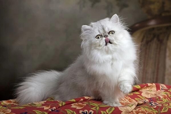 Cat - Persian - licking lips