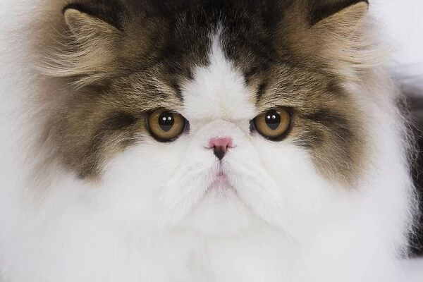 Cat - Persian Mackerel tabby in studio - close-up of face