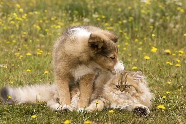 Cat - Persian with Shetland sheepdog puppy