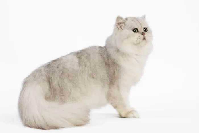 Framed Print : Cat - Persian Silver Shaded - in studio Framed Print : Cat - Persian Silver Shaded - in studio