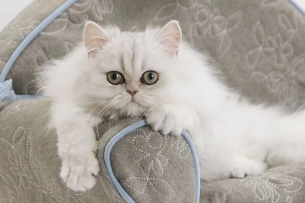 Cat - Persian on sofa