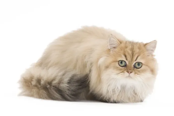 Framed Print : Cat- Persian in studio Framed Print : Cat- Persian in studio