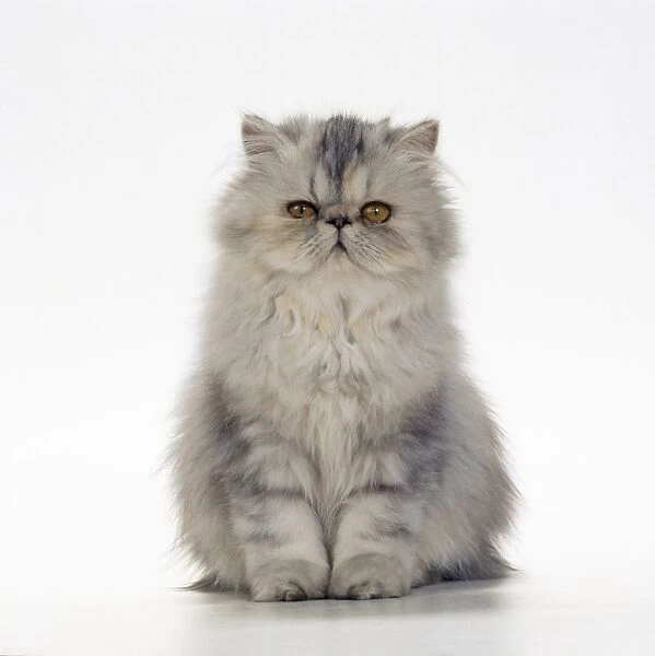 Cat - Persian Tortoiseshell Cameo kitten