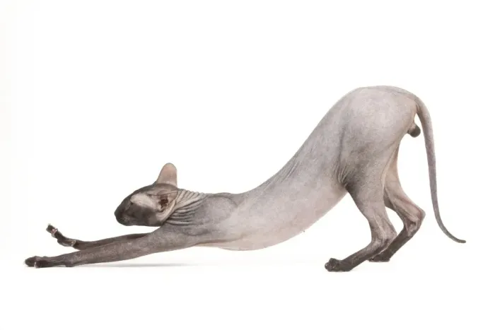 Framed Print : Cat- Peterbald - black flocked - in studio stretching