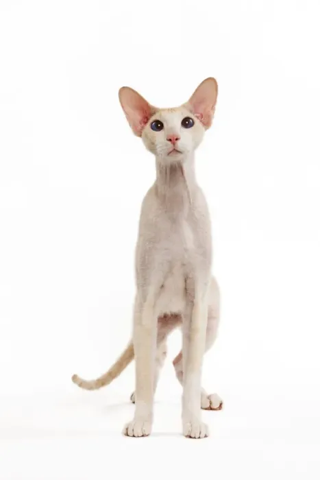 Framed Print : Cat - Peterbald breed in studio Framed Print : Cat - Peterbald breed in studio