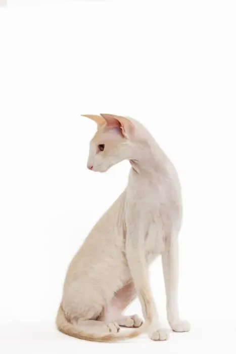 Framed Print : Cat - Peterbald breed in studio Framed Print : Cat - Peterbald breed in studio