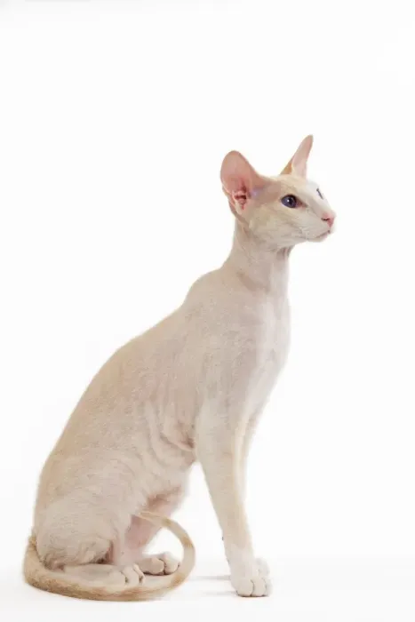 Framed Print : Cat - Peterbald breed in studio Framed Print : Cat - Peterbald breed in studio