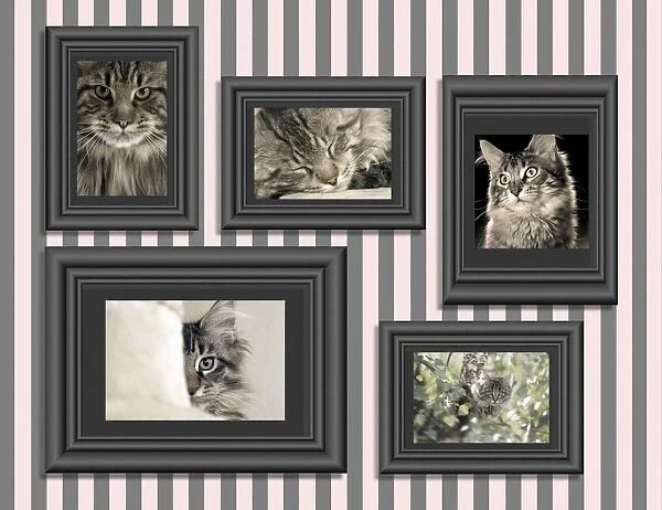 Cat - pictures of Cats in frames on wall