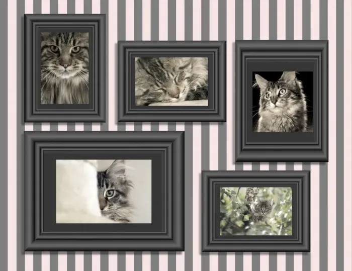 Framed Print : Cat - pictures of Cats in frames on wall Framed Print : Cat - pictures of Cats in frames on wall