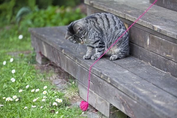 Cat - playing with ball of wool in garden - Lower Saxony - Germany