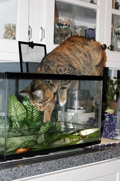 Cat playing in fish tank