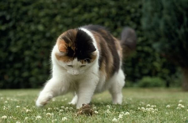 Cat - playing with frog