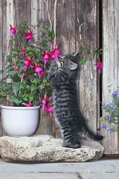 Cat - playing with plant - outdoors - Lower Saxony - Germany