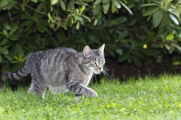 Cat - prowling through garden - Lower Saxony - Germany