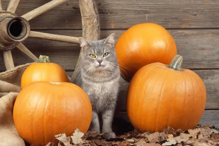 Framed Print : Cat - with pumpkins Framed Print : Cat - with pumpkins