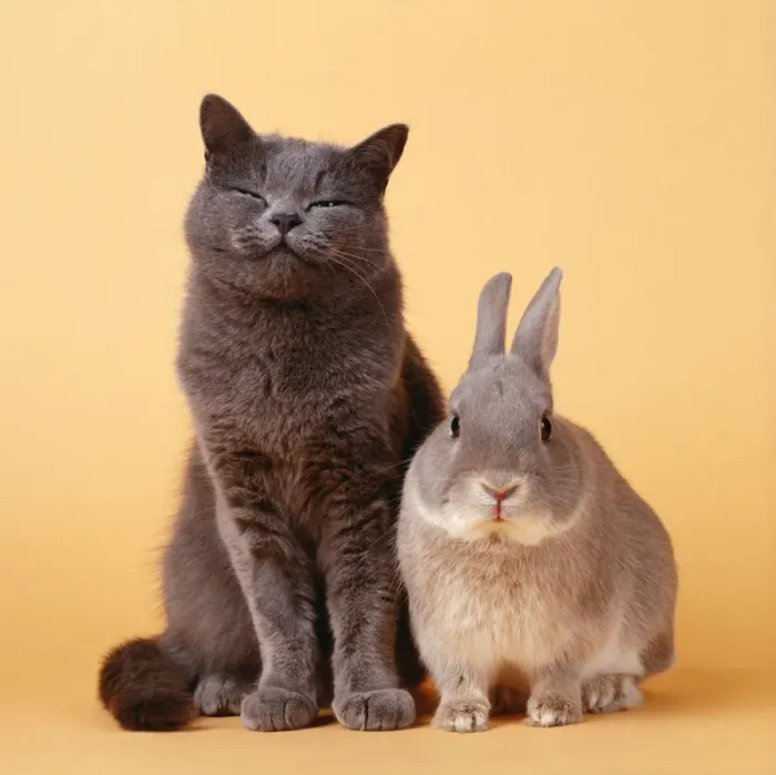 Framed Print : Cat - with Rabbit Framed Print : Cat - with Rabbit