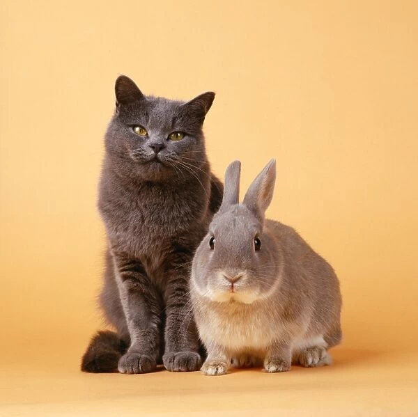 CAT and Rabbit. JD-17505e CAT and Rabbit John Daniels Please note that