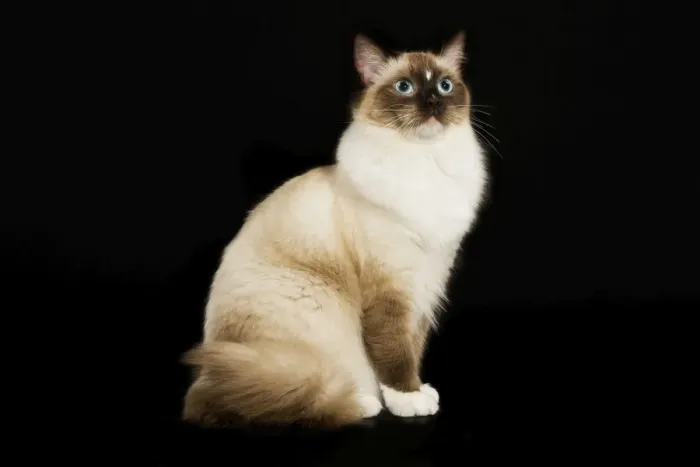 Framed Print : Cat - Ragdoll Framed Print : Cat - Ragdoll