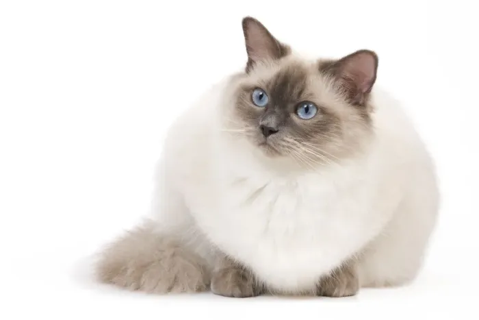 Framed Print : Cat - Ragdoll - Blue colourpoint Framed Print : Cat - Ragdoll - Blue colourpoint