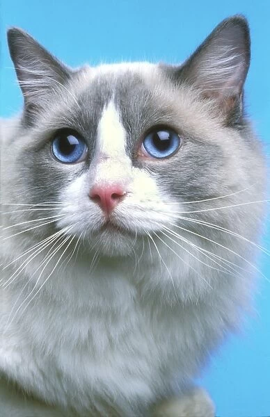 Cat - Ragdoll - close-up of face
