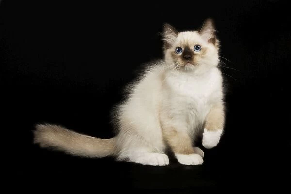 Cat - Ragdoll kitten